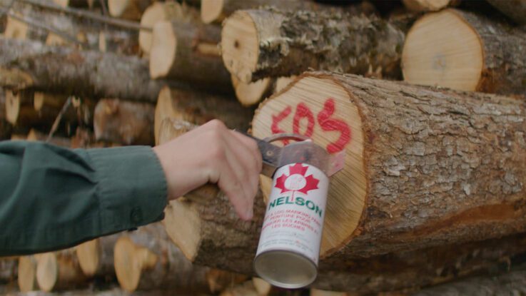 a forester uses spraypaint to mark the end of a log