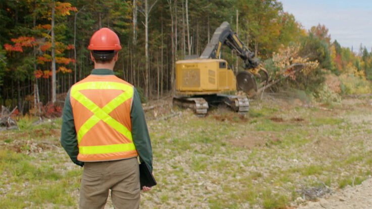 A forester oversees the harvesting of trees